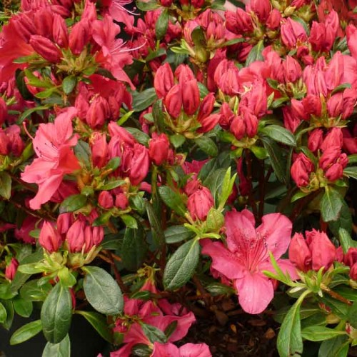 Azalea Knaphill Daviesii Rhododendron | ScotPlants Direct